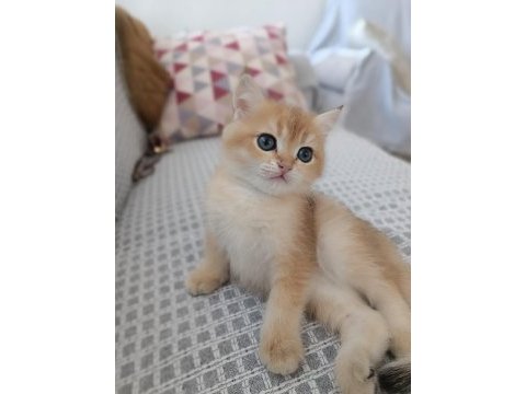 Golden bebekler british shorthair