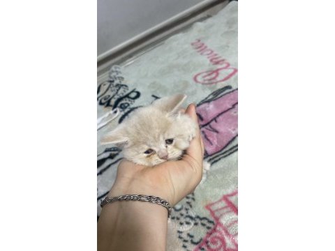 2 aylık orjinal british shorthair yavrularımız