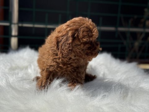 Ankaranın en seçkin toy poodle yavruları