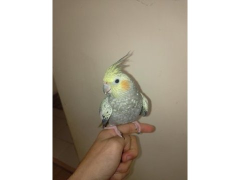 Cockatiel sultan papağanı dişi kız
