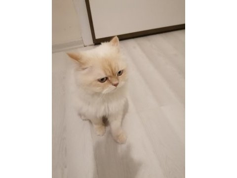 Ücretsiz sahiplendireceğim persian