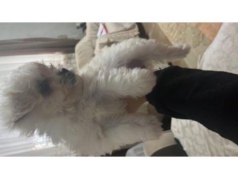 Korekan maltese terrier