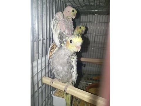Yetiştirmeye müsait yeni yeme düşmüş sultan papağanlar