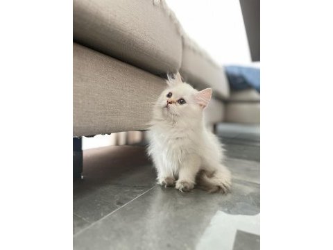Yeni ailesini arıyor british longhair