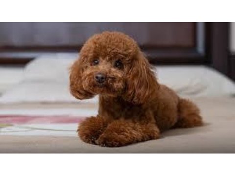 Toy poodle dişi ve erkek yavrularımız
