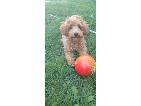 Yavru poodle