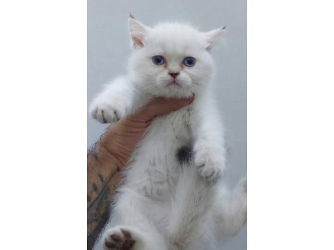 Safkan british shorthair
