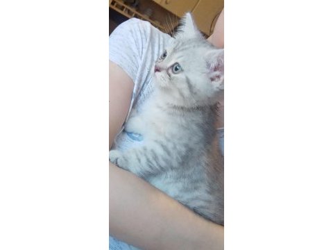 Erkek 2 aylık british shorthair