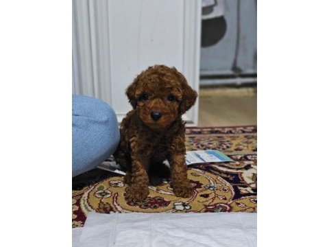 Ev doğumlu karamel poodle bebeklerim
