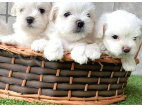 Maltese terrier xs sıfır numara can dostu