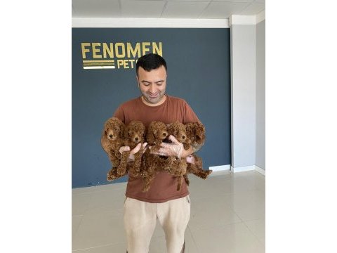 Shoooowww kalite toy poodle yavrular ankara mağaza