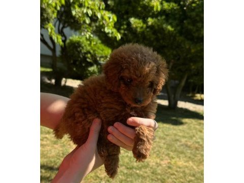 Safkan toy poodle yavrular