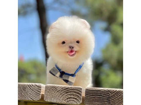 Bizimle görüşmeden pomeranian sahiplenme