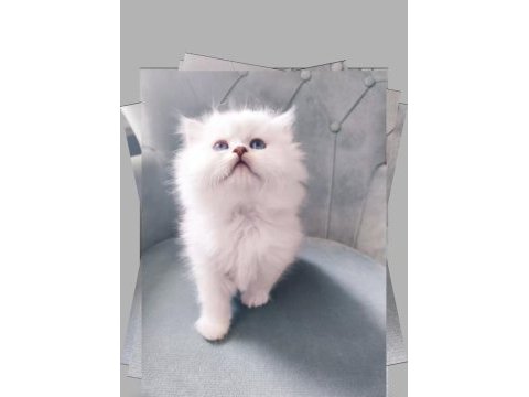 Tüylü british longhair şirinler teslime hazır