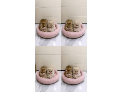 Bebiş kedilerimi sahiplendiriyorum 2 beyaz ve 2 gri