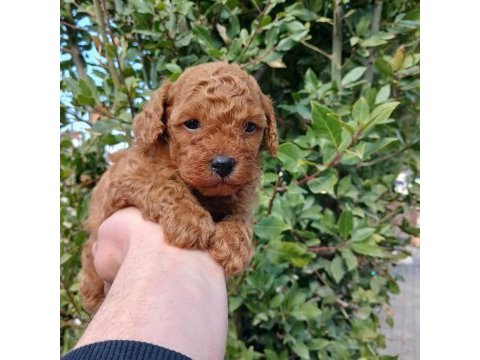 Dikkat köpeğimiz oyuncak değildir