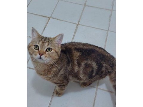 Golden tabby british shorthair erkek 1 yaşında