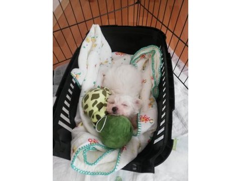 0 numara safkan orjinal maltese terrier yavrumuz