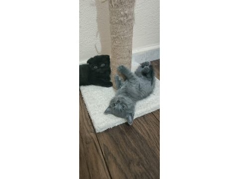 Scottish black dişi british shorthair erkek