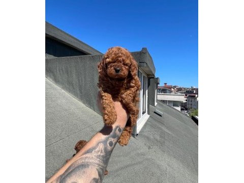 Red brown muhteşem güzellikte toy poodle yavrular