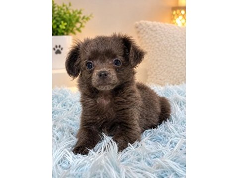 Özel blue renk mikro teacup uzun tüylü chihuahua