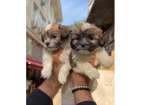 Orjinal ötesi morkie bebekler