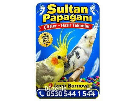 Sultan papağanı çiftler