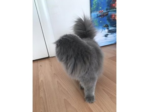 5 aylık scottish fold longhair dişi