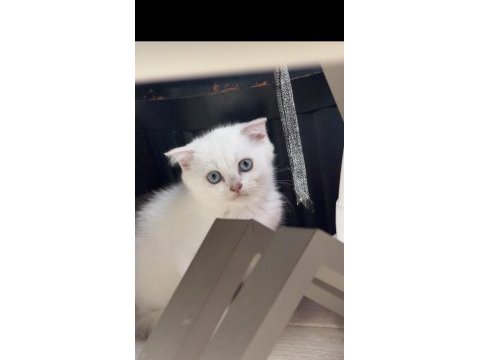 2 aylık yavru erkek kedimiz
