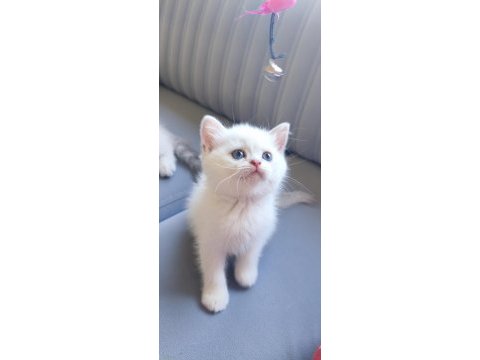 British shorthair yavrularımız