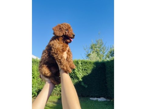 En güzel toy poodle bebeklerimiz