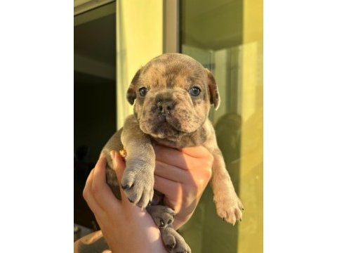Acil lilactan merle ve blue french bulldog yavrularımız