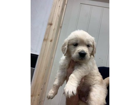 Golden retriever yavruları