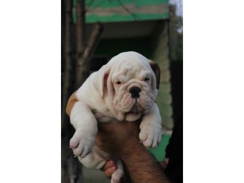 İngiliz bulldog şehirin dedikoduları