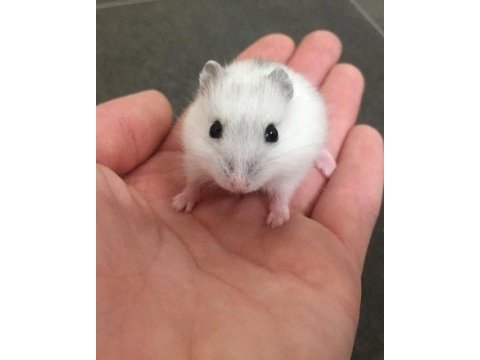 Hamster-gonzales yavrularımız heryere gönderim