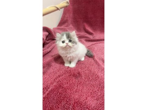 İran persian 40 günlük