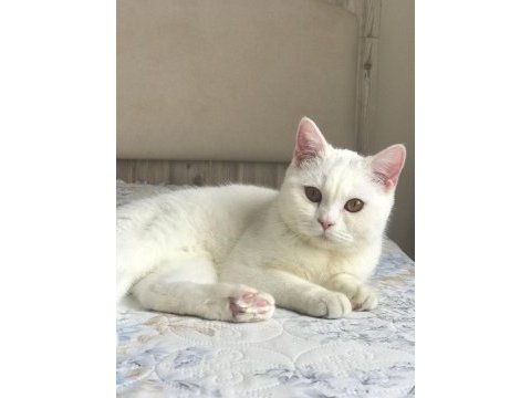 Acil sahiplendirme british shorthair