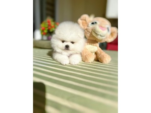 2 erkek ayıcıklar pomeranian boo
