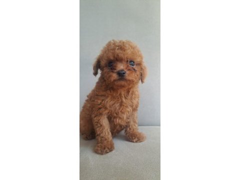 Kore tea cup poodle yavrular