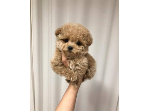 Maltipoo yavruları acık ve esmer renk çeşitlerr