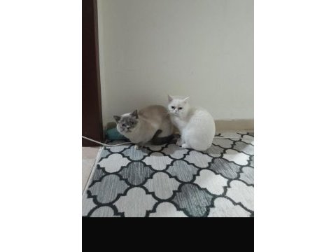 Erkek ve dişi scottish fold