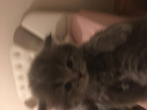 Efsana kedim british shorthair