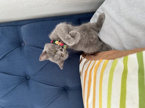Fırtına gibi oyun kedisi
