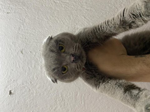Scottish fold 11 aylık dişi