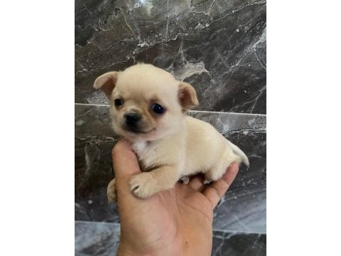 Chihuahua sevgililer gününe özel kampanya