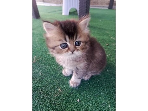 Asıl bebek kediler