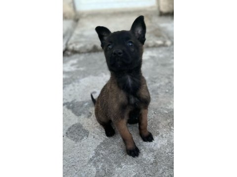 3 dişi belçika malinois