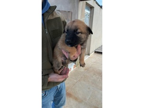 Belçika kurdu yavrular ırk sağlık garantili