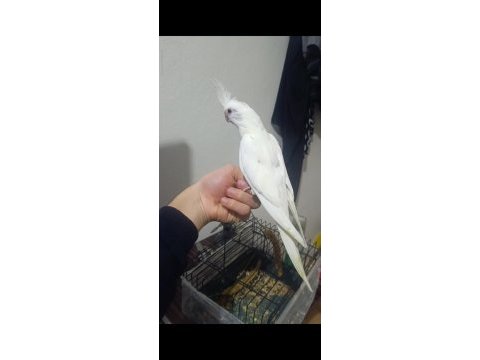 Bebek sultanlar değerini verene gider
