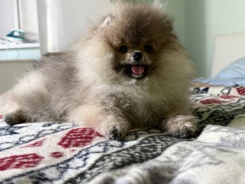 Pomeranian boo köpeklerimiz